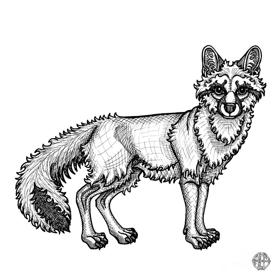 Gray fox drawing by amy e fraser