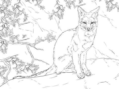 Sitting gray fox coloring page free printable coloring pages fox coloring page horse coloring pages coloring pages