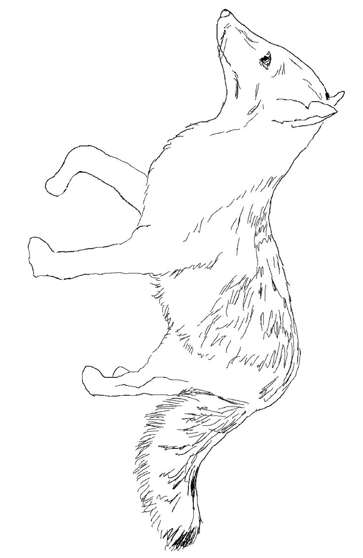 Gray fox coloring page fox crafts eric carle crafts red fox art