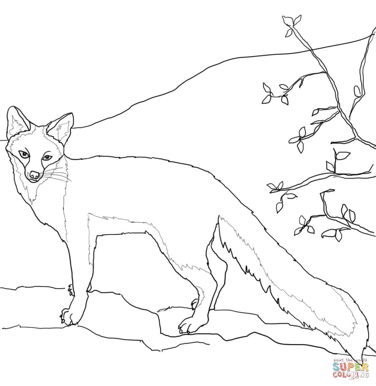 Gray fox coloring page free printable coloring pages