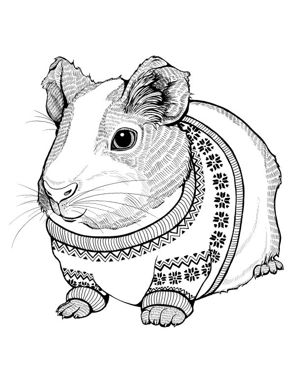 Printable coloring pages guinea pigs cute guinea pigs pet guinea pigs