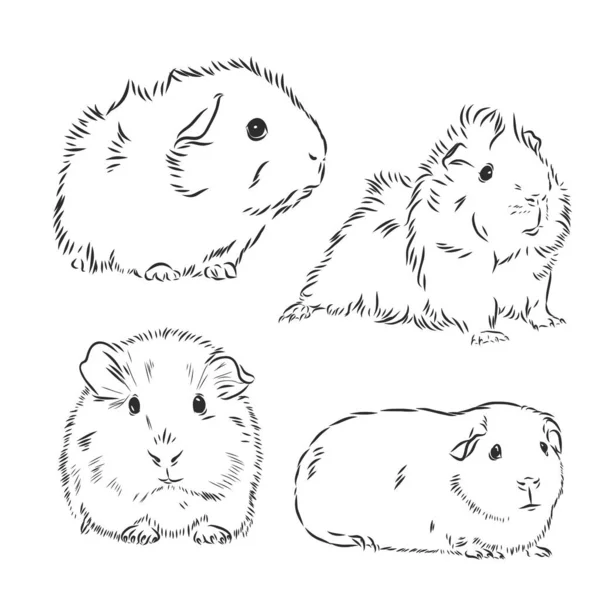 Guinea pig stock illustrations