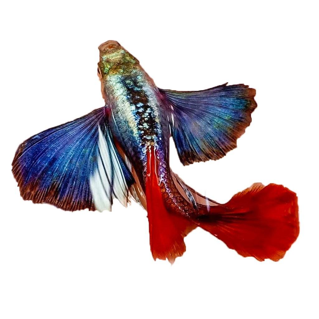 Dumbo red tail guppy red tail dumbo ear guppy for sale