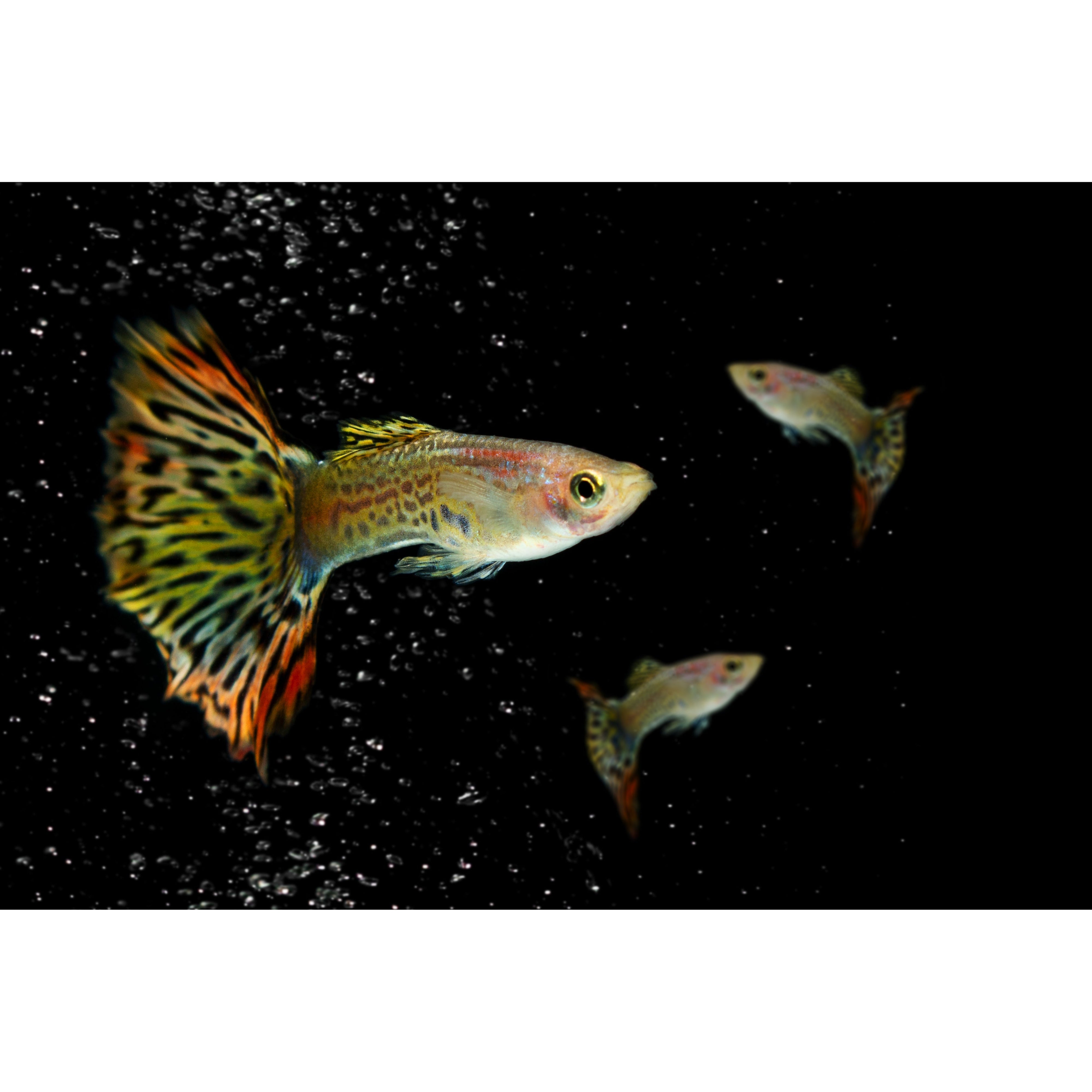 Chilli dumbo ear mosaic guppy fish â