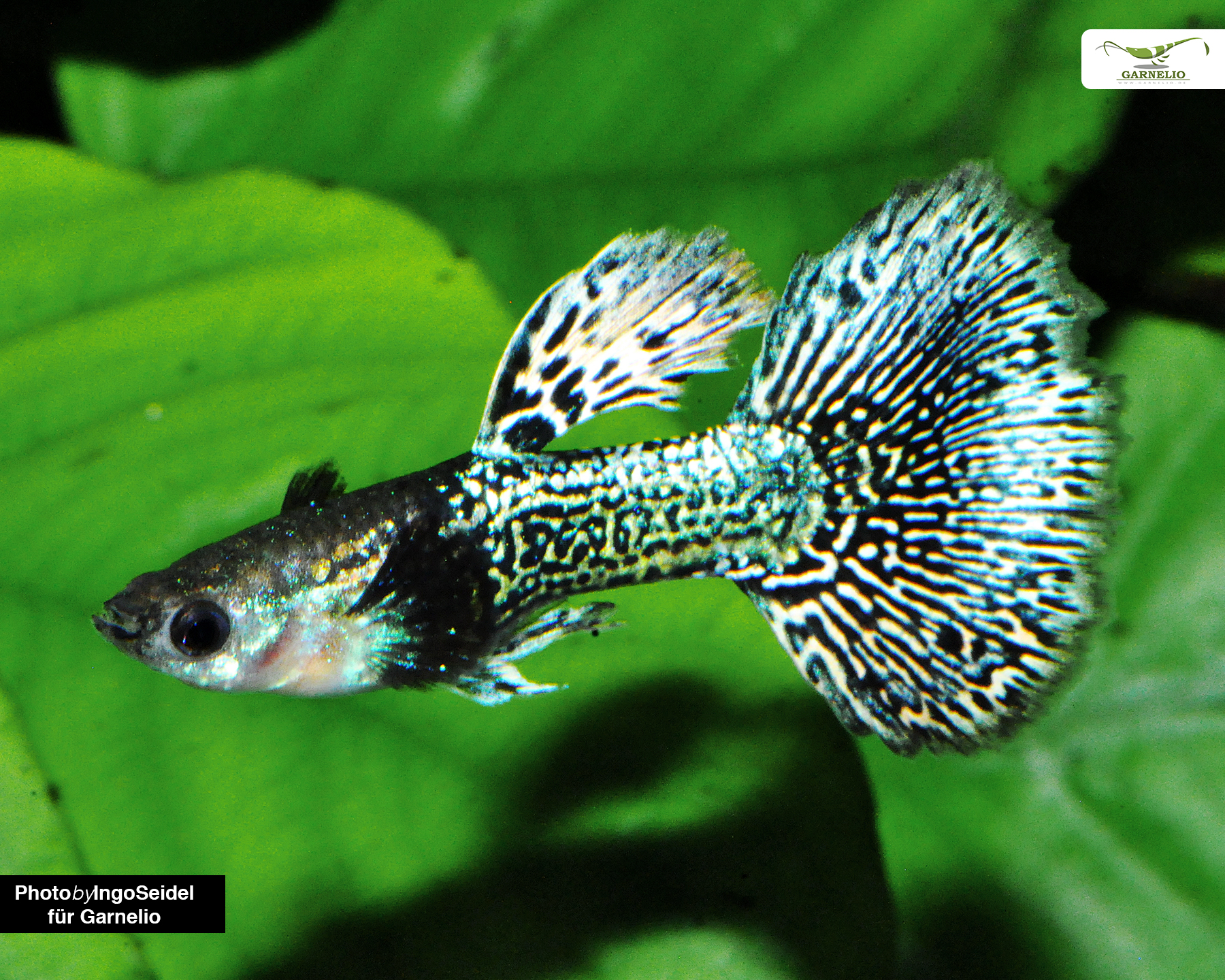 Guppy male dumbo ear