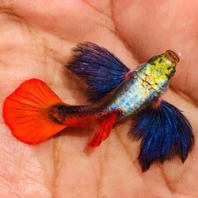 Red tail dumbo ear guppy fish male female