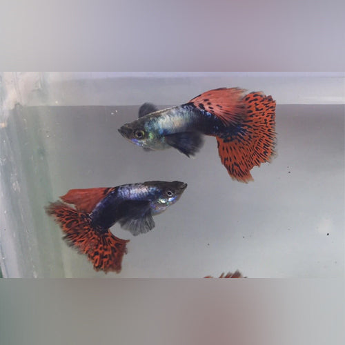 Dumbo ear guppies for sale â