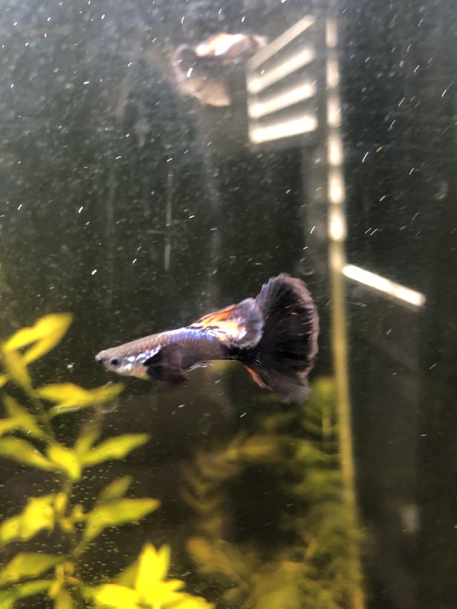 Dumbo mosaic guppy not showing mosaic pattern last picture is of the fry months old bad batch or still developing colors rguppies