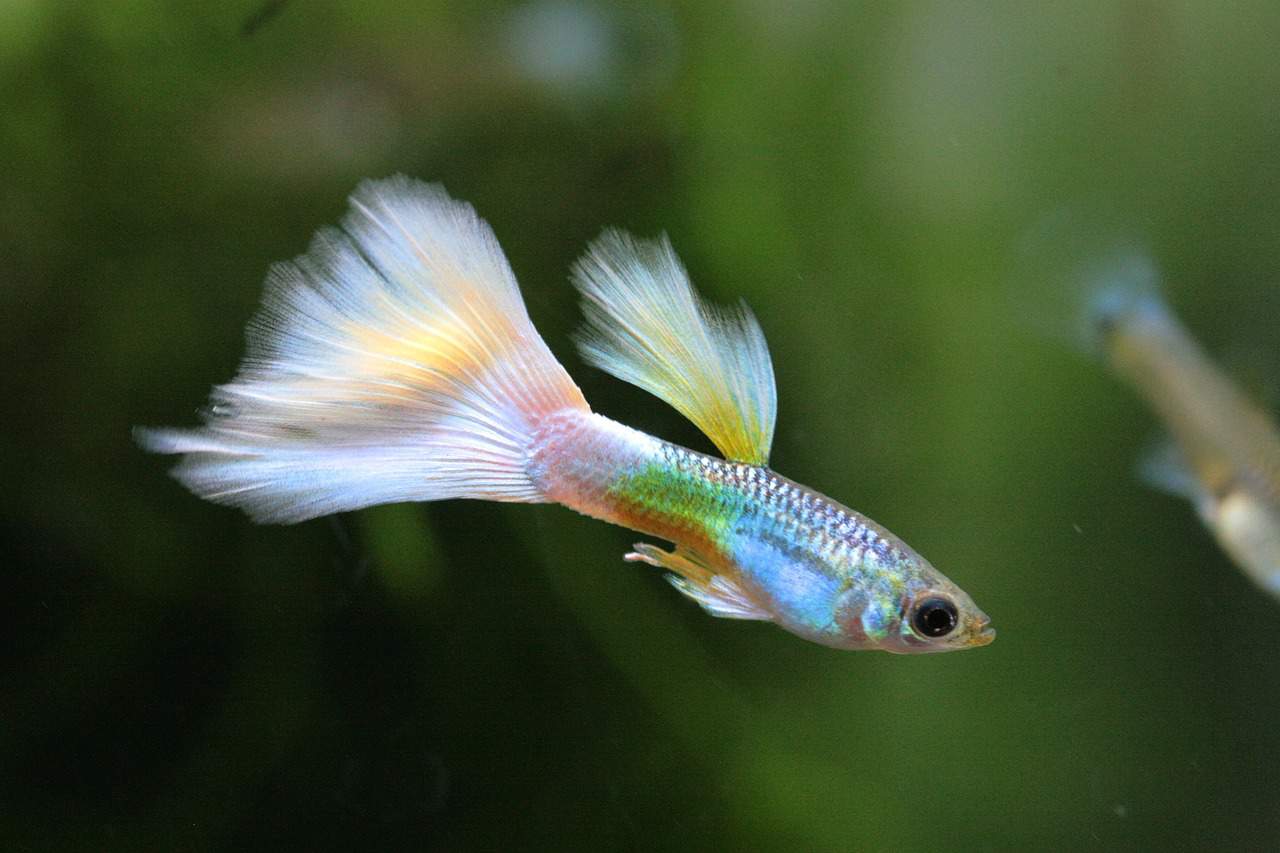 Guppy dumbo male