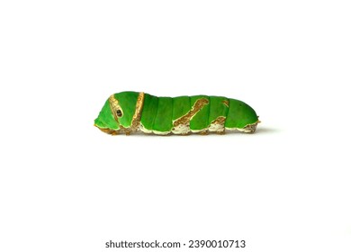 Imãgenes fotos de stock objetos en d y vectores sobre gusano verde