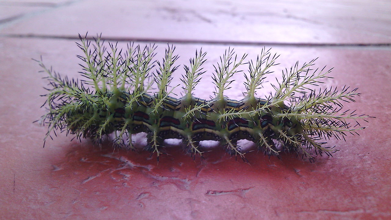 Filegusano verde espinosojpg