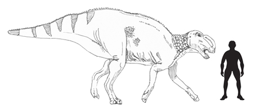 Hadrosaurus scale drawing by everything dinosaur