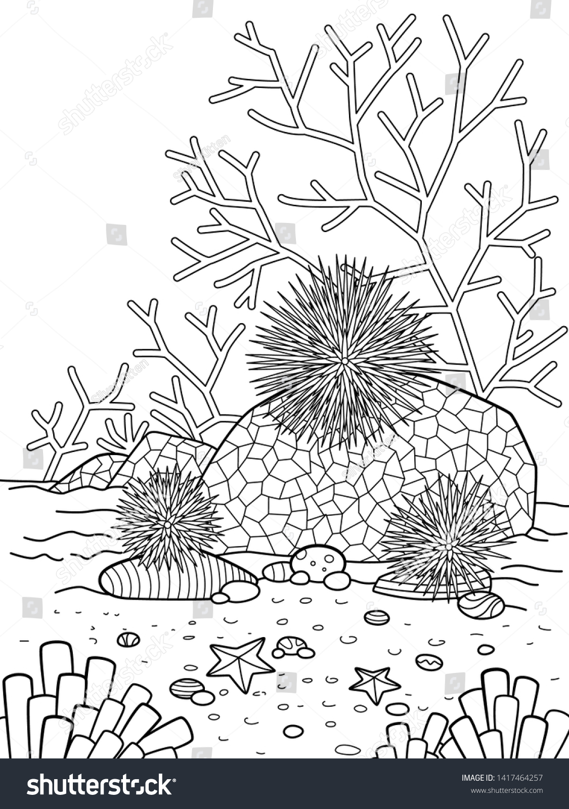 Sea urchins colourful over royalty