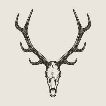 Elk skull images â browse photos vectors and video