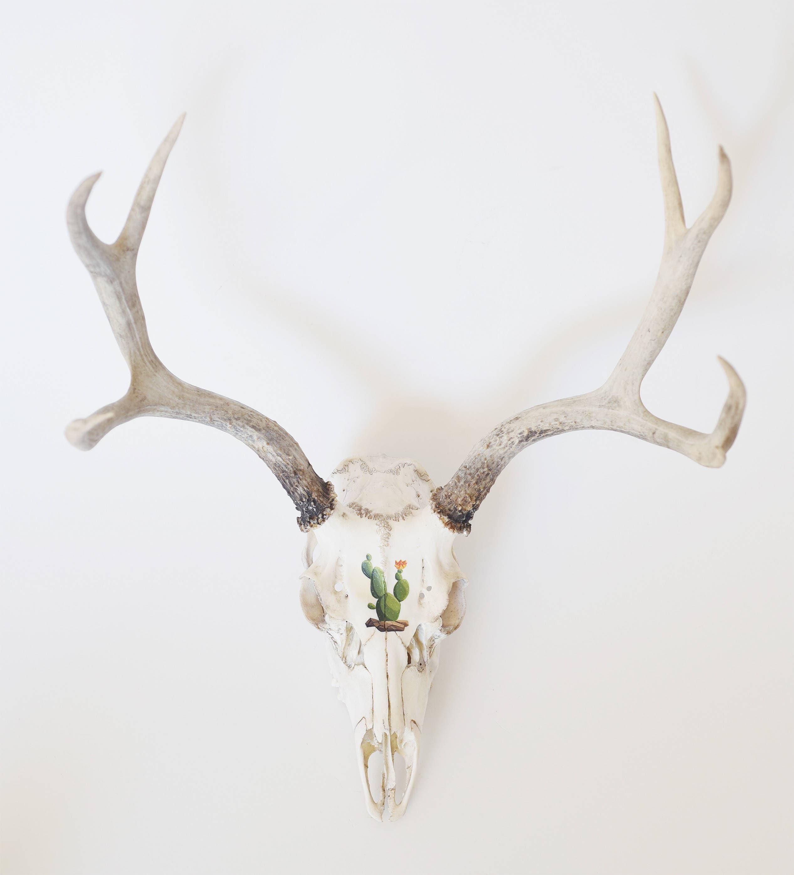 Hand painted deer skull