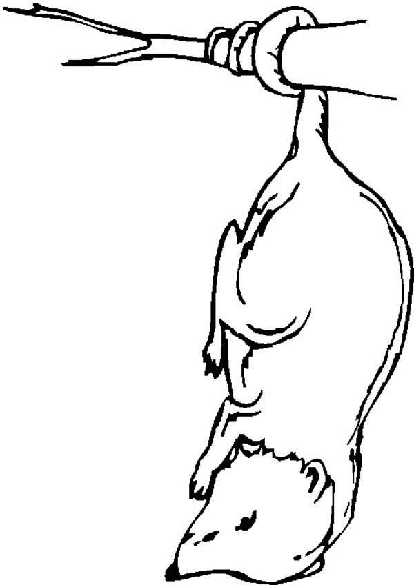 Possum is sleeping coloring page color luna owl coloring pages coloring pages cute coloring pages