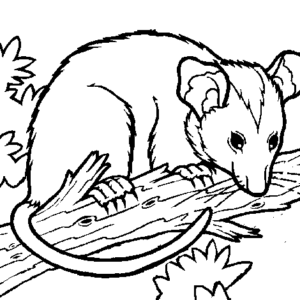 Possum coloring pages printable for free download