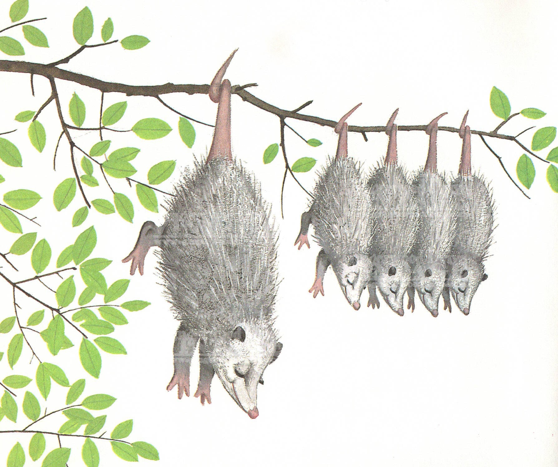 Digital download of momma possum baby babies hanging animal nursery baby decor whimsical high res craft supply clip art story book image