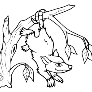 Opossum coloring pages printable for free download