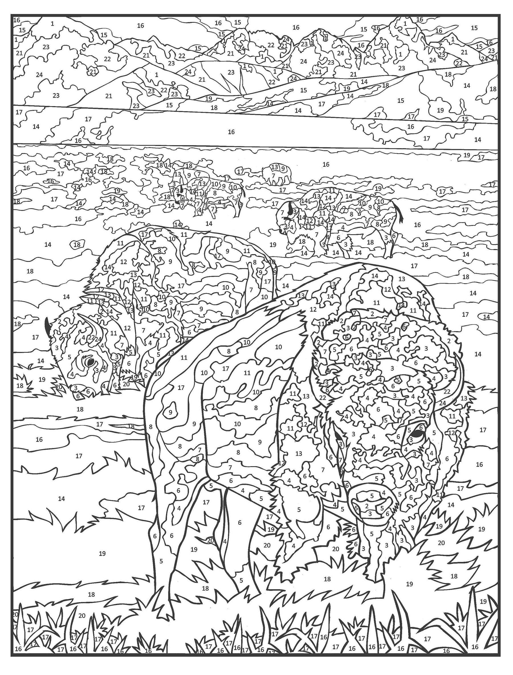 Creative haven wildlife color by number coloring book