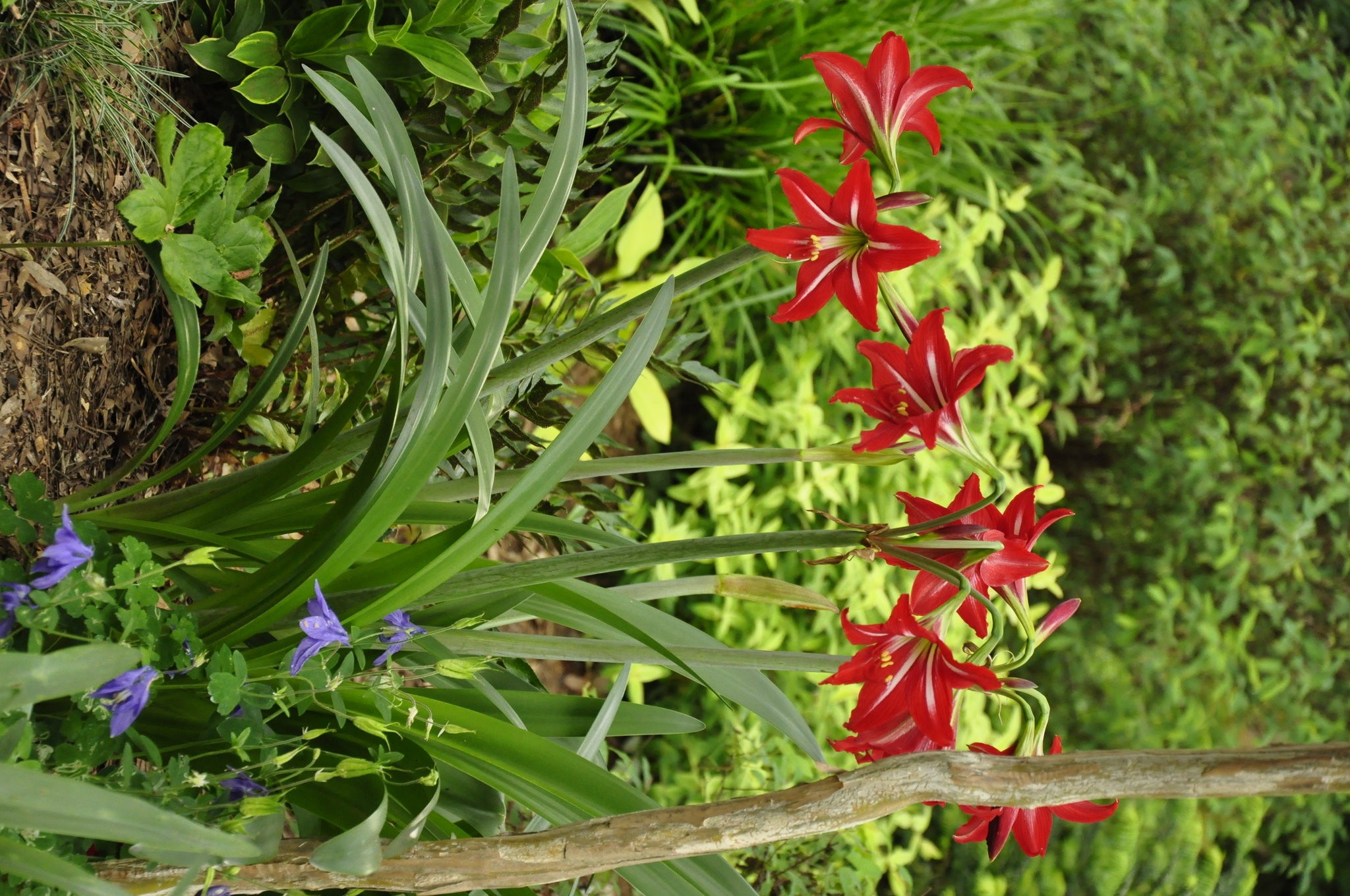 Hail the hardy amaryllis