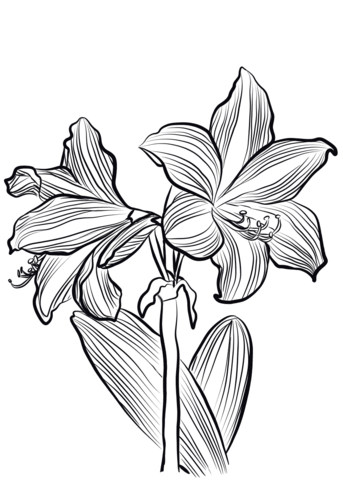 Amaryllis obrieni coloring page free printable coloring pages