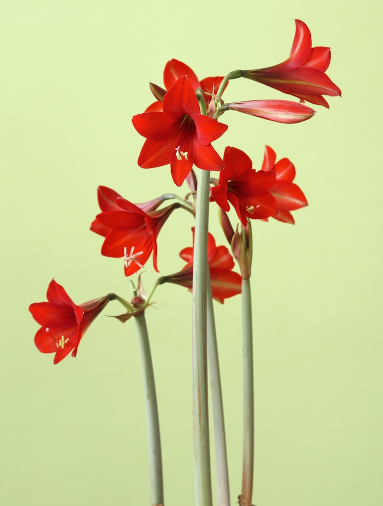 Hardy amaryllis red rascal
