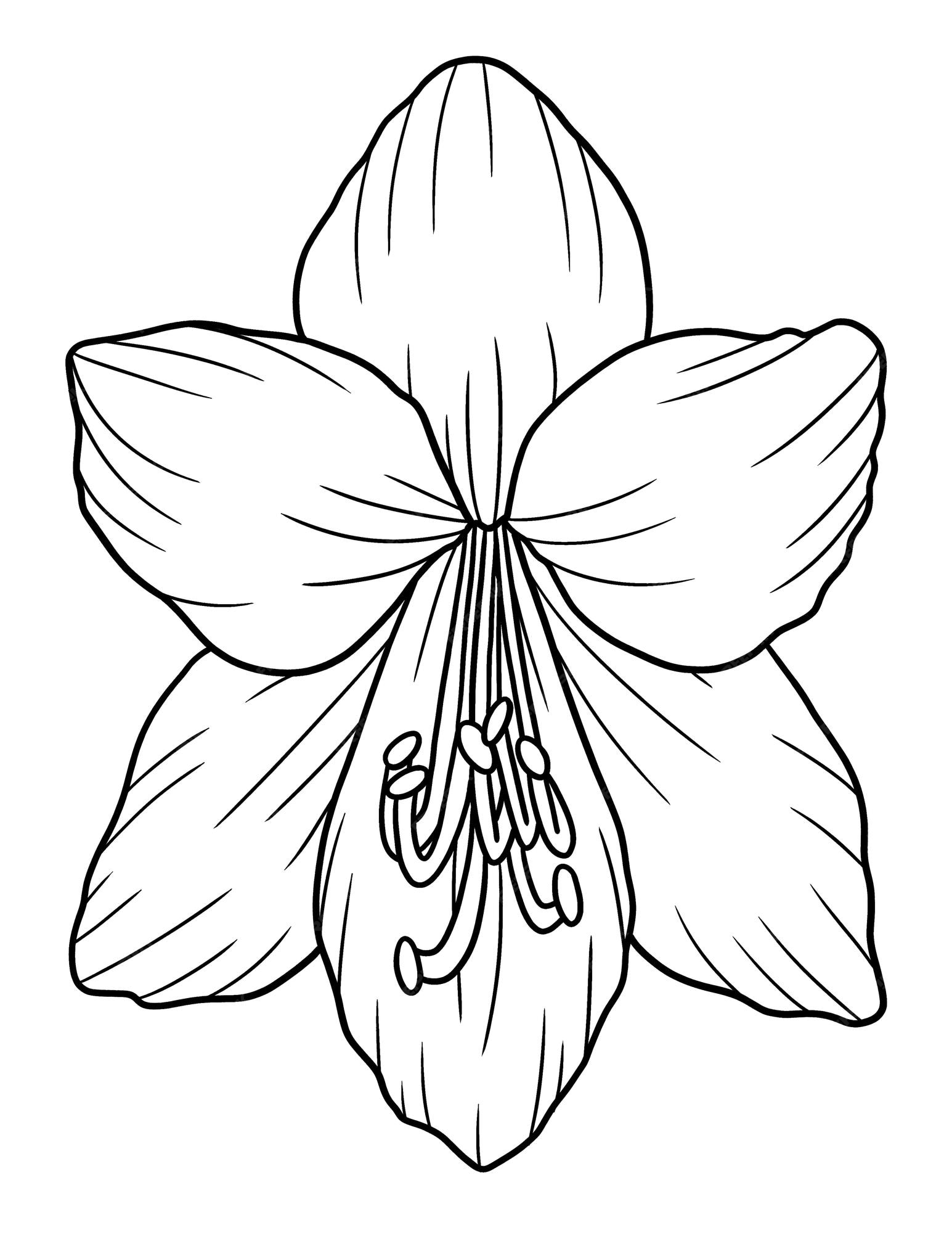 Premium vector amaryllis flower coloring page for adults