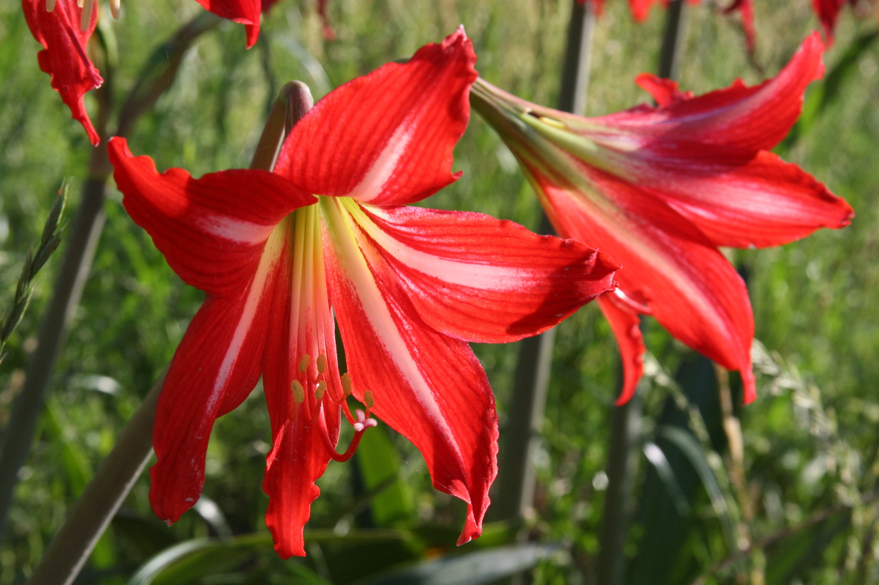 Hardy amaryllis hippeastrum x johnsonii