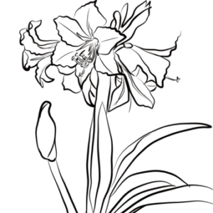 Amaryllis coloring pages printable for free download
