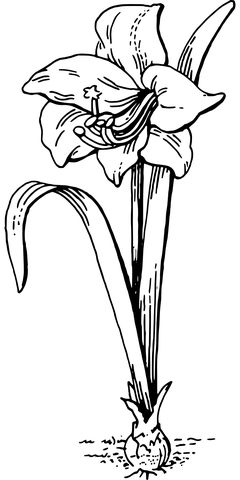 Download amaryllis flower bulb royalty