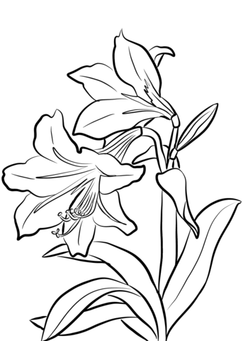 Amaryllis coloring page free printable coloring pages
