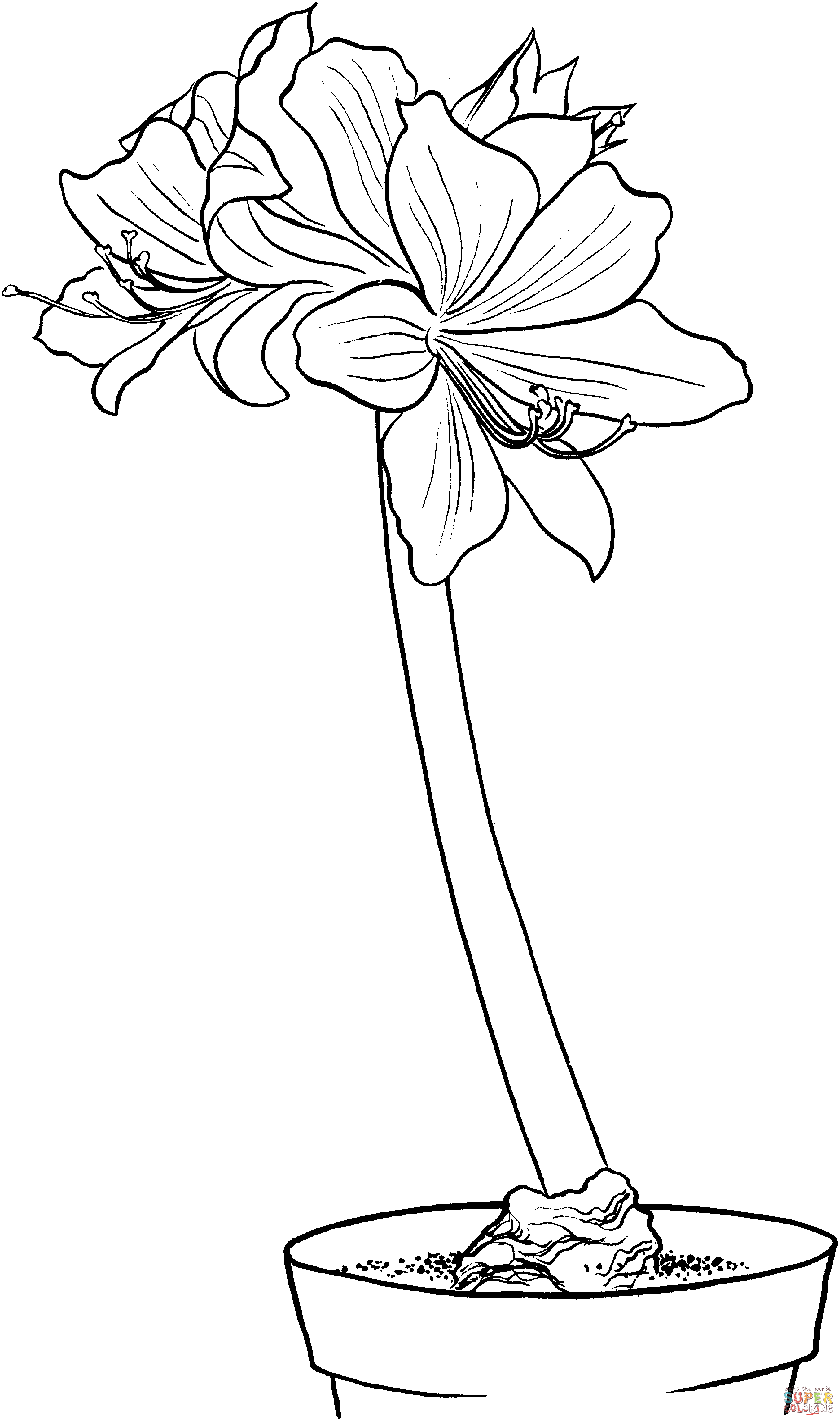 Hippeastrum amaryllis coloring page free printable coloring pages