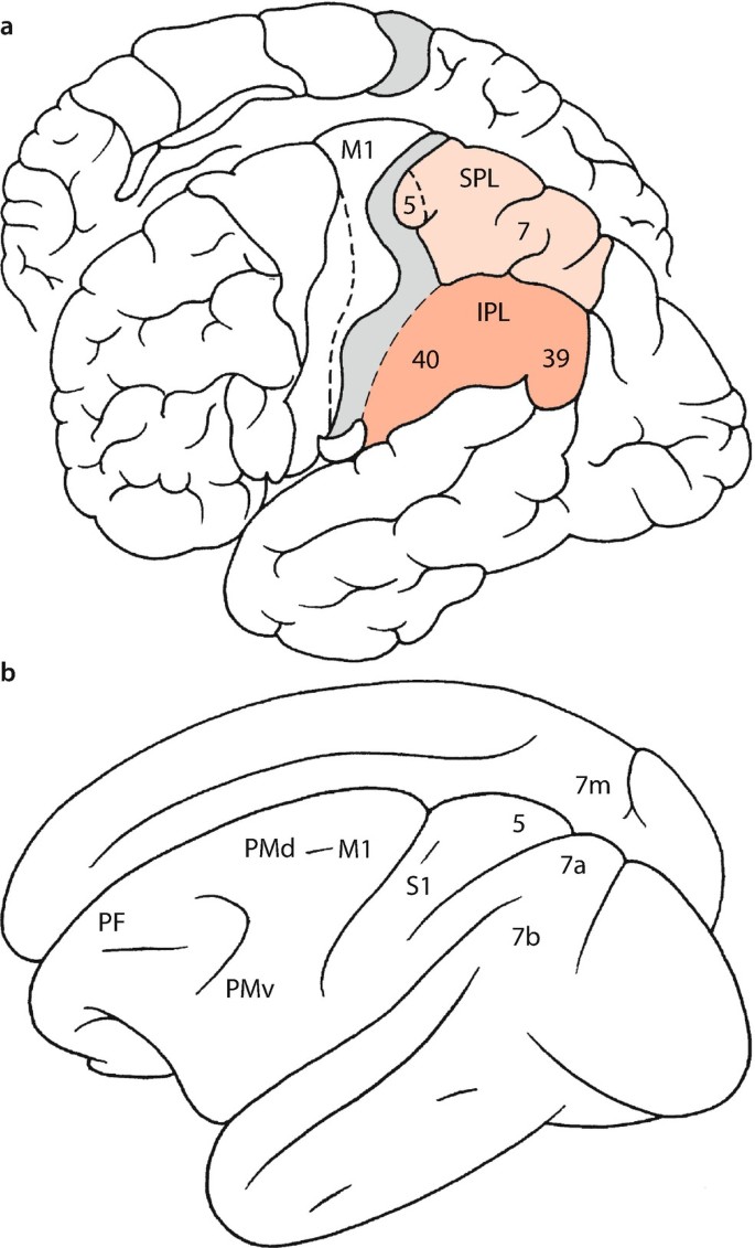 The somatosensory system