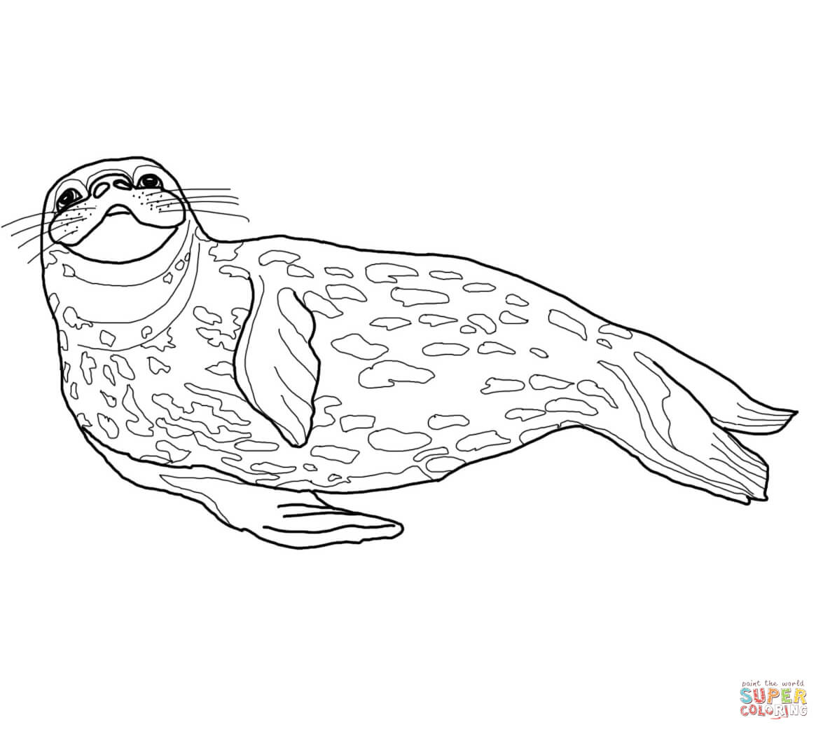 Weddell seal coloring page free printable coloring pages