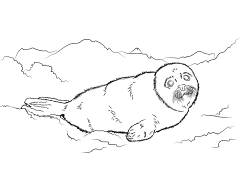 Cute harp seal baby coloring page free printable coloring pages