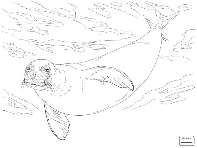 Exclusive picture of seal coloring pages