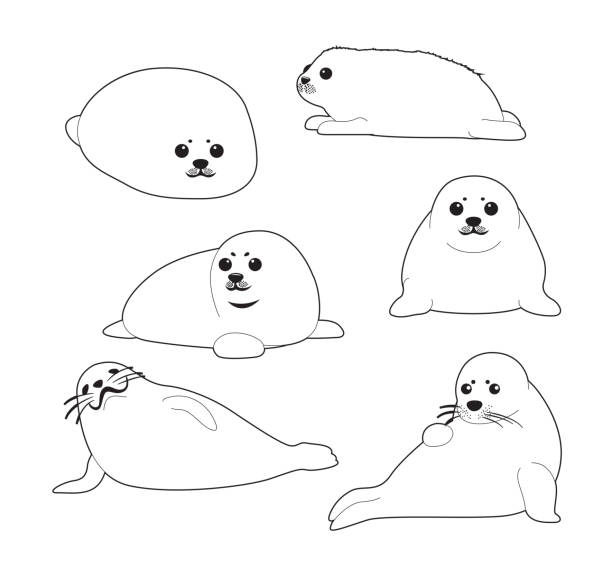 White seal pup cute cartoon vector coloring book stock illustration