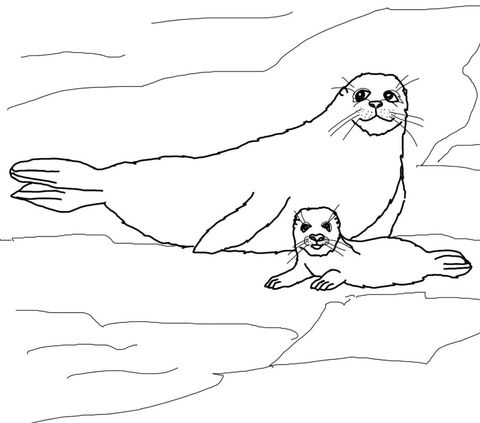 Harp seal mother and baby coloring page free printable coloring pages baby coloring pages baby harp seal coloring pages