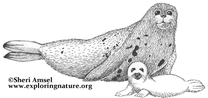 Seal harp