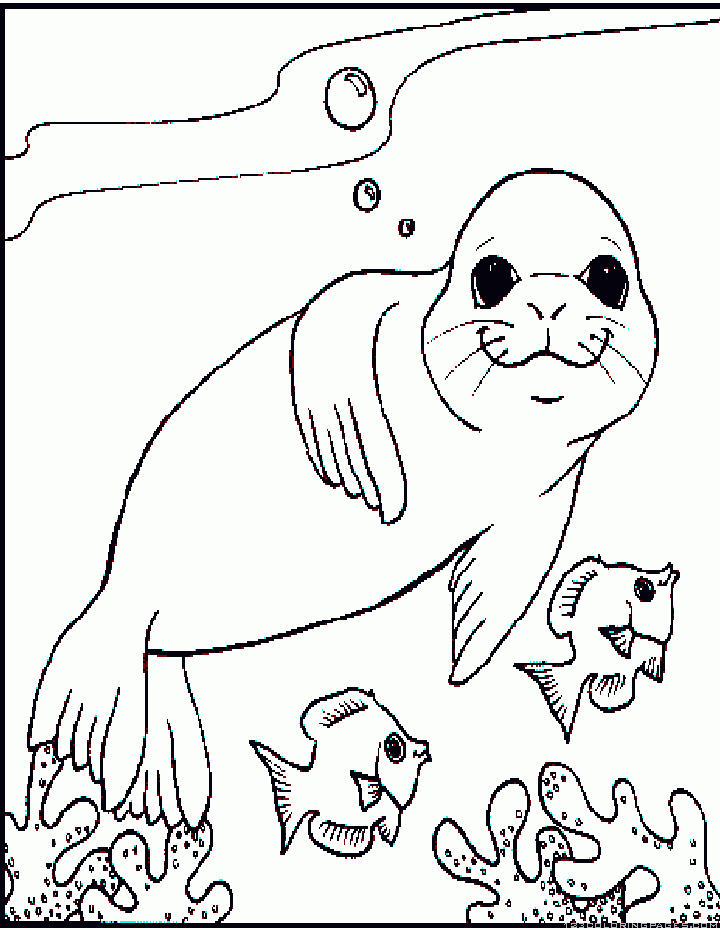 Seal coloring pages