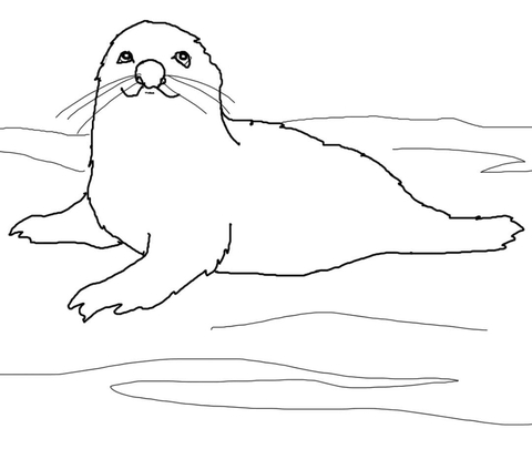 Baby harp seal coloring page free printable coloring pages