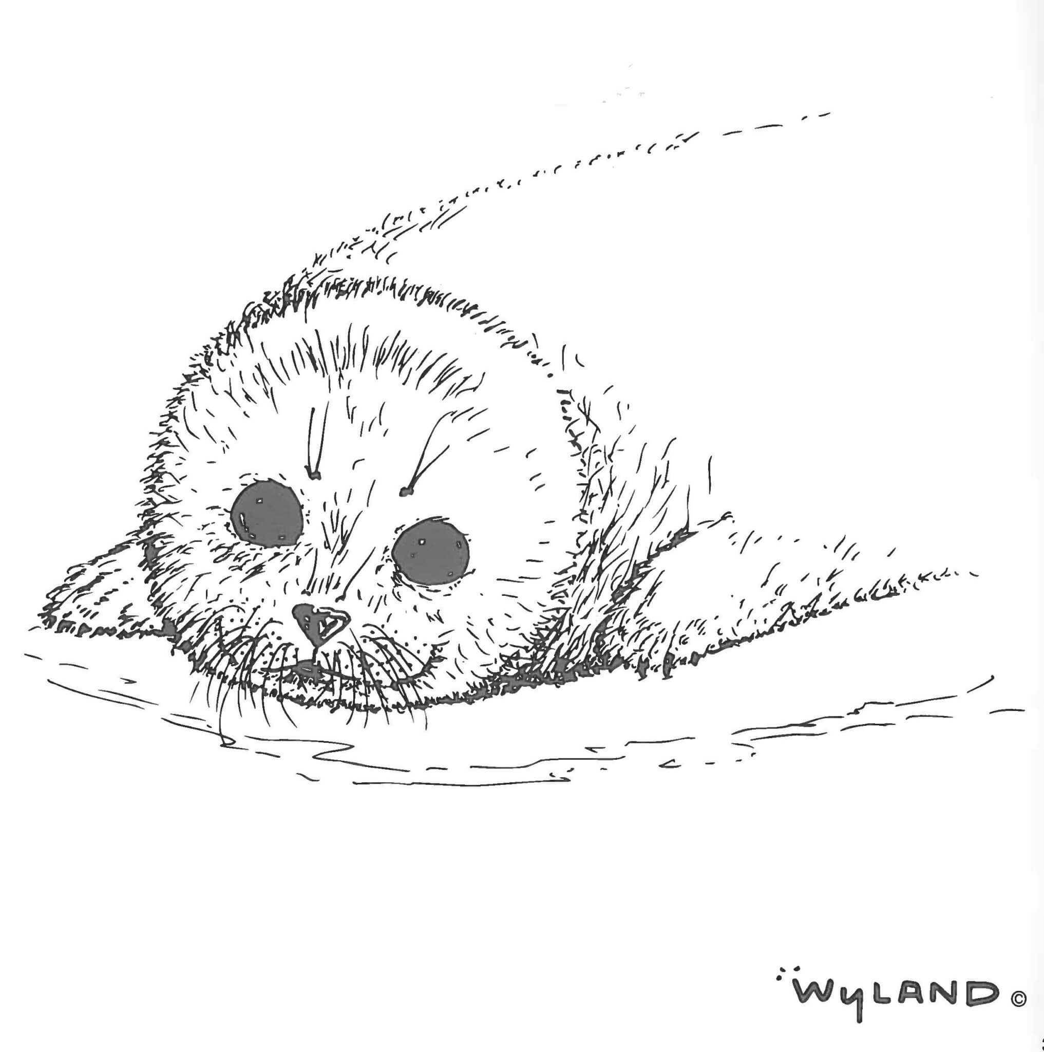 Harp seal pup