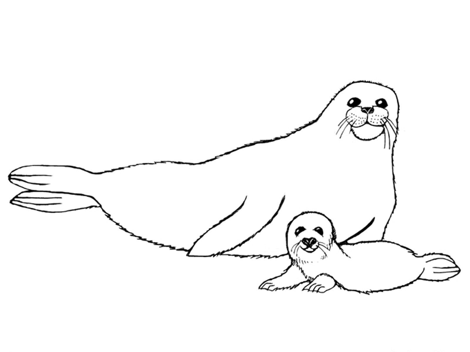 Seal coloring pages