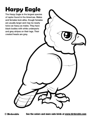 Harpy eagle coloring page by