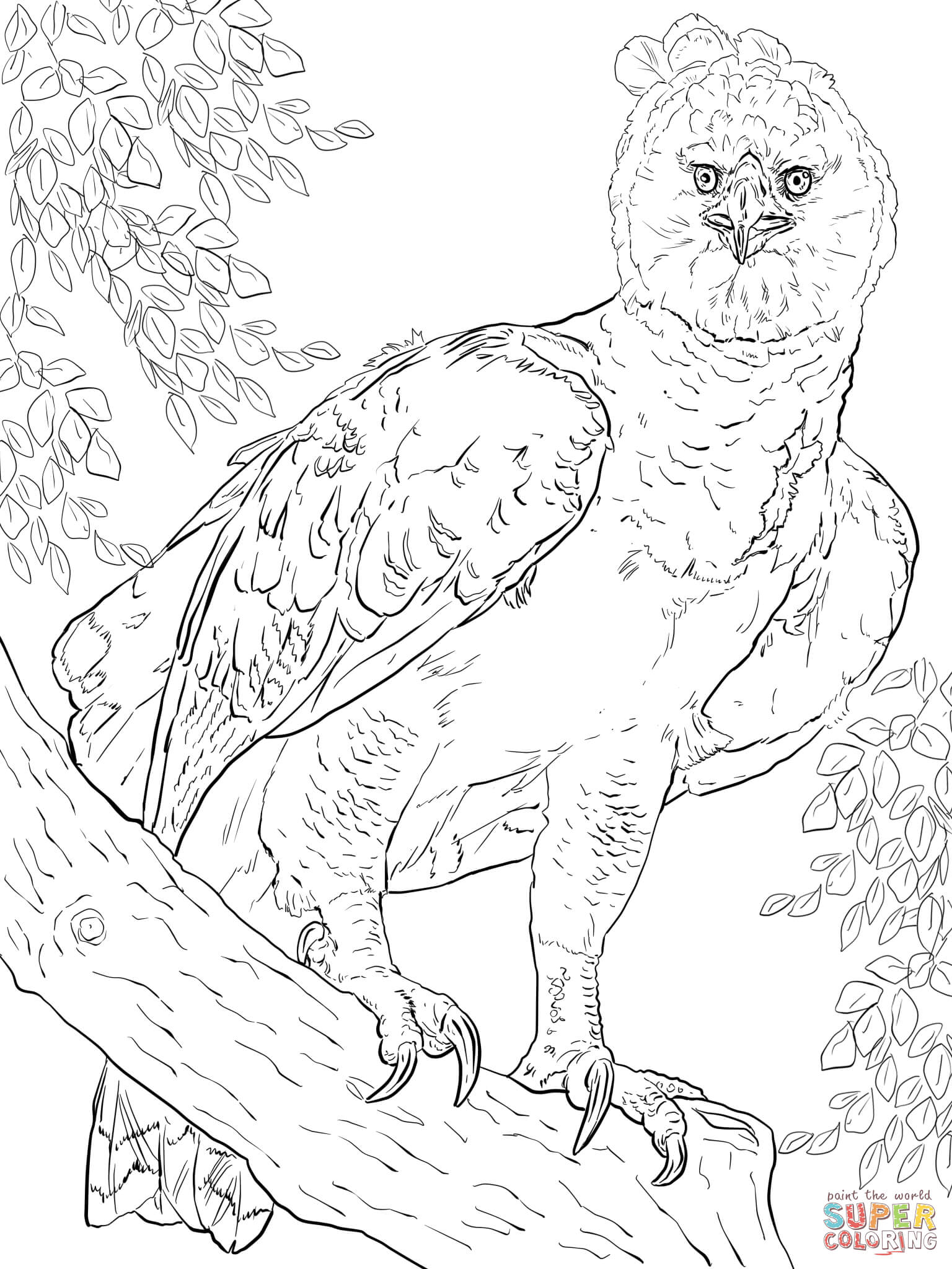 American harpy eagle coloring page free printable coloring pages