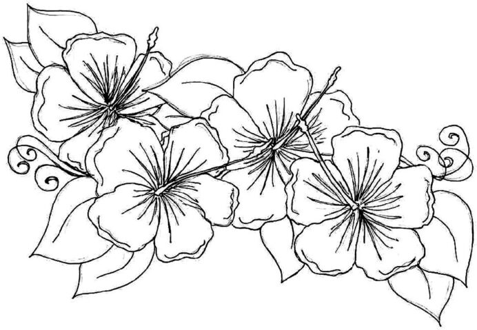 Coloring pages hawaiian flower coloring printable hibiscus
