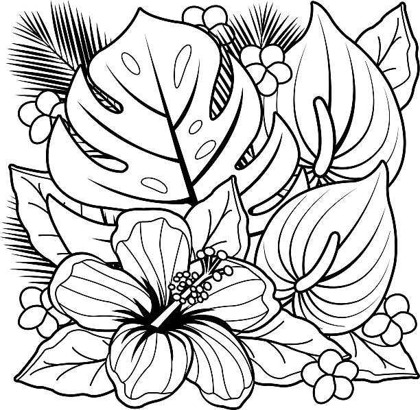 Drawn hawaiian flowers drawing stock illustrations royalty