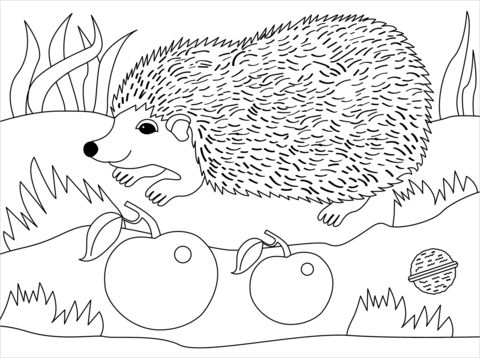 Hedgehog coloring page free printable coloring pages