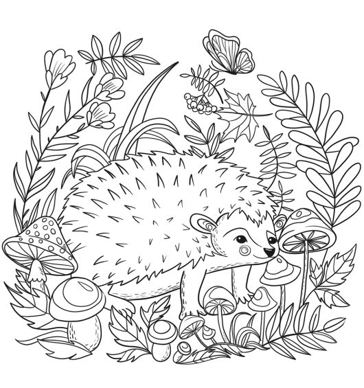 Realistic hedgehog coloring picture hedgehog colors animal coloring pages coloring pages